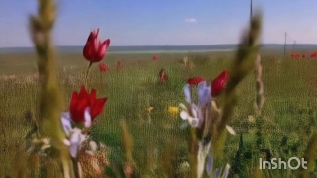 Гимн Тюльпану