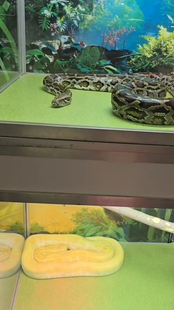 питон альбинос