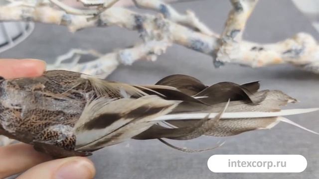 Украшение НАБЛЮДАТЕЛЬНАЯ ПТИЧКА на клипсе 14 см SA45029