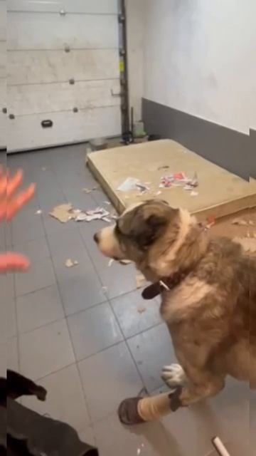 Мужественный медвежонок САО Арон  ищет Пост в описании  сао собака алабай любовь охрана