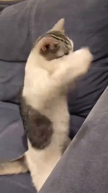 Видео от Йо видео и мемы