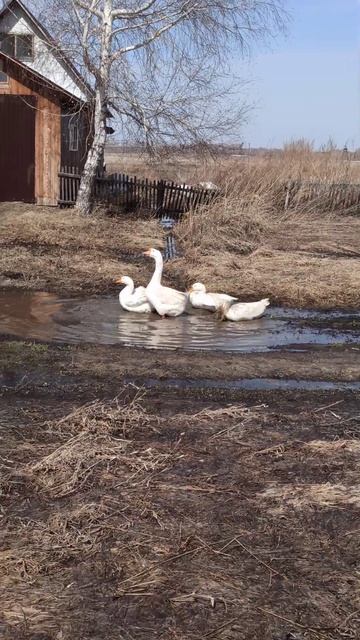 Деревенская весна: гуси купаются в луже и становятся кристально белыми 
