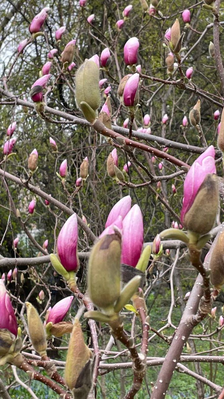 Весна в Москве. Аптекарский огород.