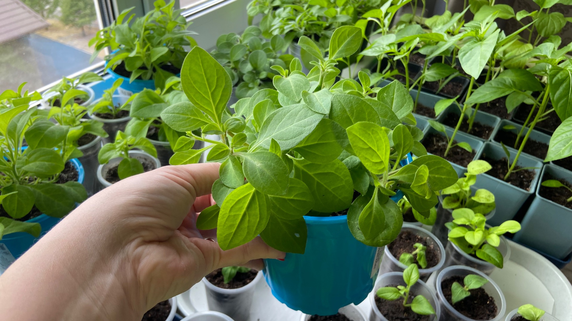 Обзор моей рассады на 21 апреля 2026 г.