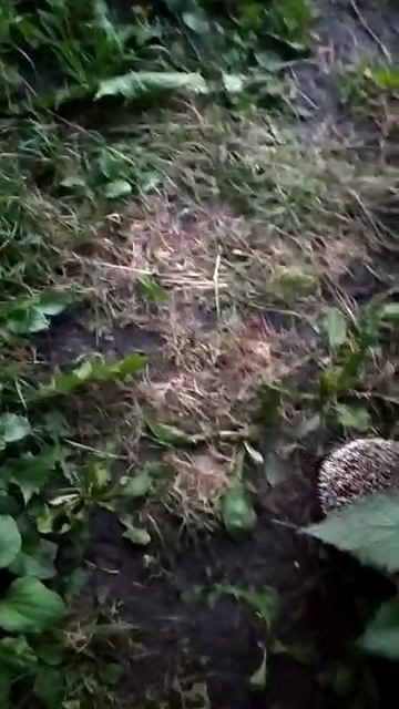 август 2021г ночной гость