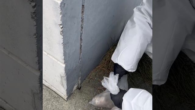 Дератизация