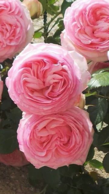 Самая красивая роза в мире?