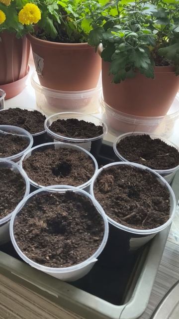 огурцы посадка семян 24 апреля теплица дача садоводничество огород уходзатеплицей