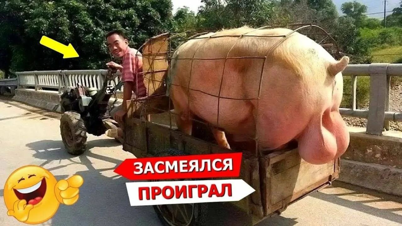Ржачные видеочееееееееек попробуй не засмеяться вместе со мной!