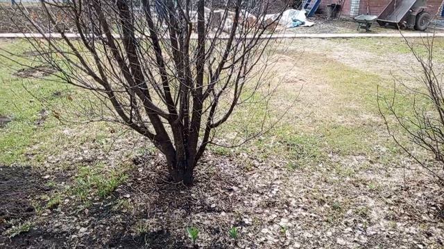 посадили огурцы и обработали деревья