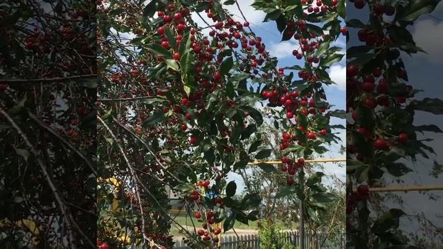 июль 2021г урожай вишни