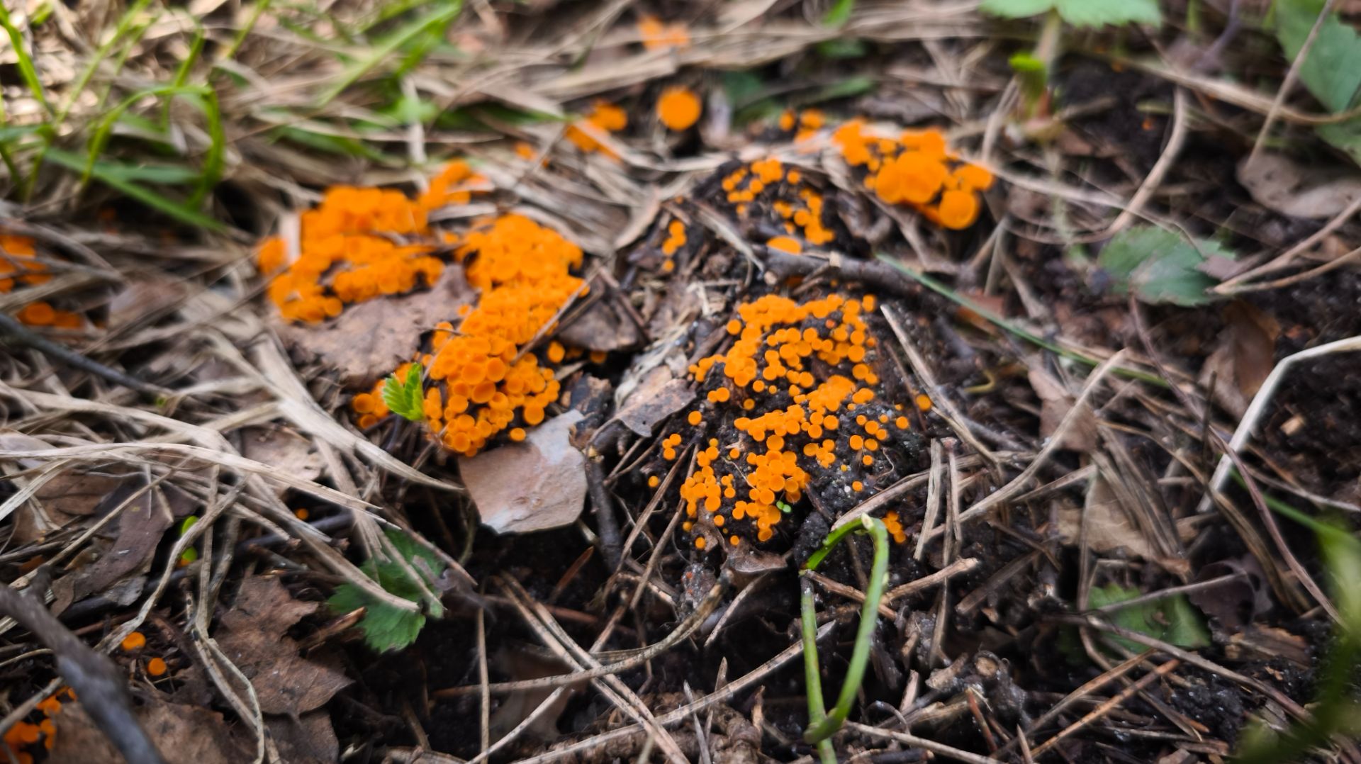 Какие грибы растут в апреле в Подмосковье?