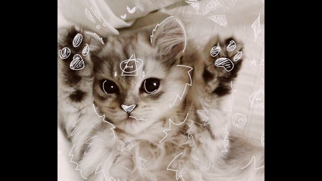 Самые милые котики мира