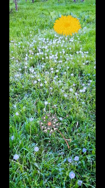 Одуванчики