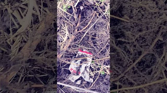 Тирекс-200. Удаление корней