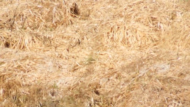 Кадры дня 11 апреля 2026  Ижора. Межстоличье.