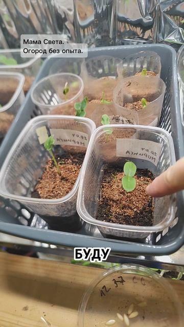 Сею огурцы на рассаду. Омск 24.04.26