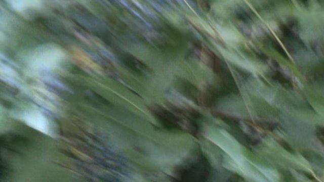 151з ДЕНДАРИ ПАРК СОЧИ