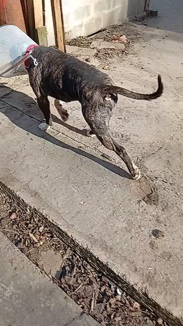 Бандерос  Шереметьевский приют  собаки в дар