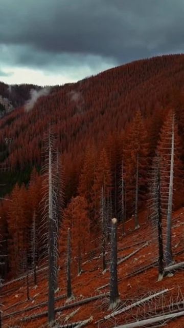 ЗАГАДКА КИСЛОТНЫХ ДОЖДЕЙ!