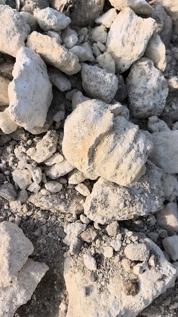 Campanile Giganteum 2026 04 24