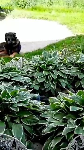 май2025МанюняМишаня