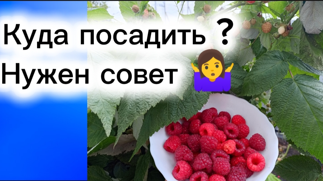 24-04-2026Куда посадить? Нужен совет 