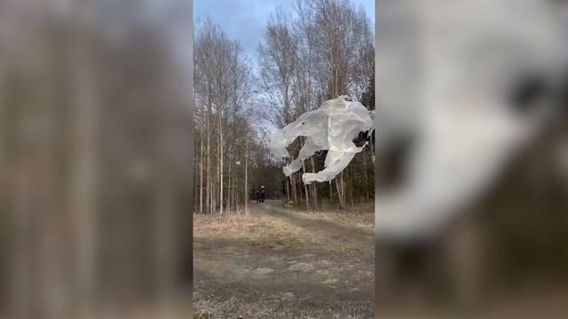 Жители Хельсинки заметили на деревьях странное вещество