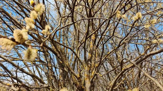 Как цветёт ива