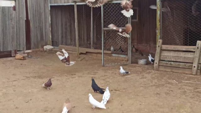 20 04 2026 Безкружные голуби Кириллова Сергея