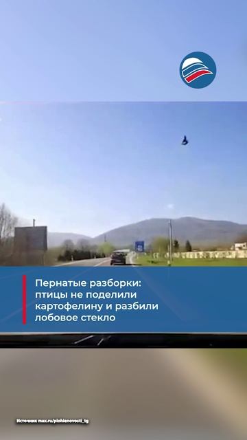 Пернатые разборки: птицы не поделили картофелину и разбили лобовое стекло