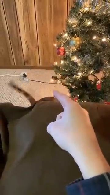 Кошачья реакция