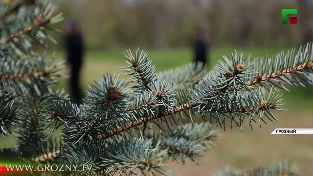 Сотрудники ЧГТРК Грозный высадили аллею деревьев в Грозненском дендросаде в рамках зелёной эстафеты