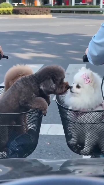 Видео от Департамент Вирусного Контента  ДВК