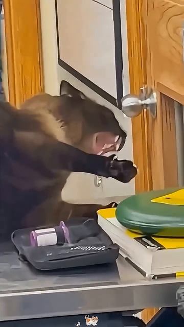 Коты и врачи