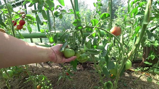 Влог от 15.08.2022