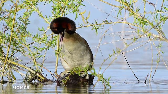 Минутка любви на канале. Чомга.