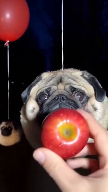 аномалии 867-мопсолеты