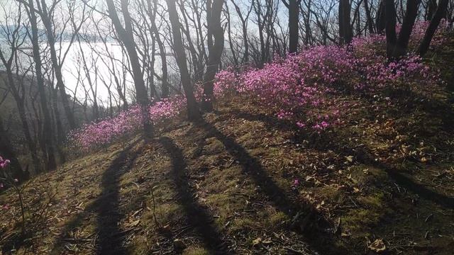 Залив Находка и Багульник 24апреля 2026г.