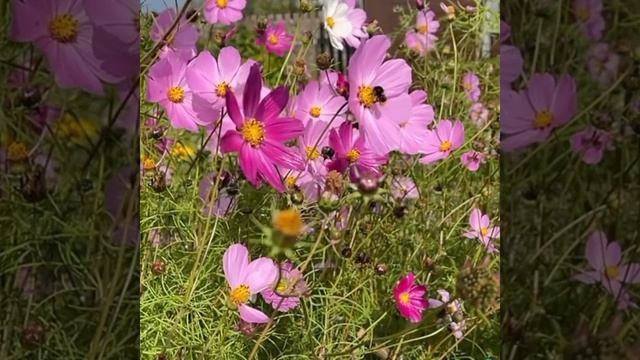 Язлар килэ Язлар
Роза Ахунова