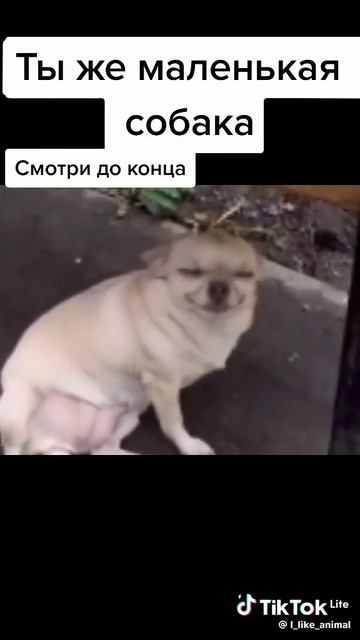 те самые собаки!!!