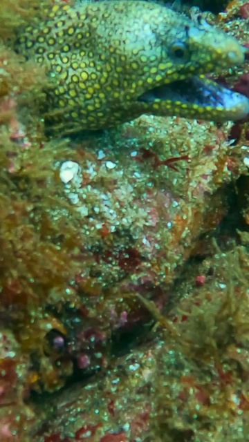 Лицом к лицу с одним из самых скрытных хищников океана.