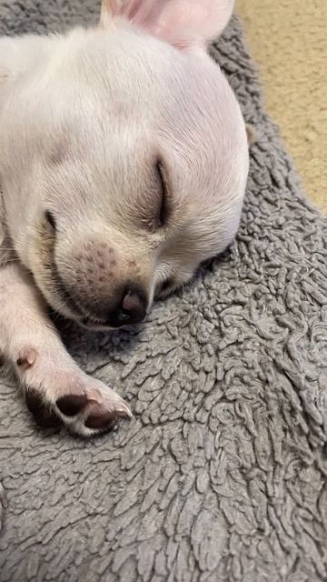 Самая нежная минута сегодня! Как Чикита уходит в нирвану