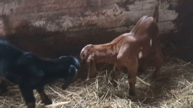 Ну наконец-то Новости в хозяйствеКозы и козлята.