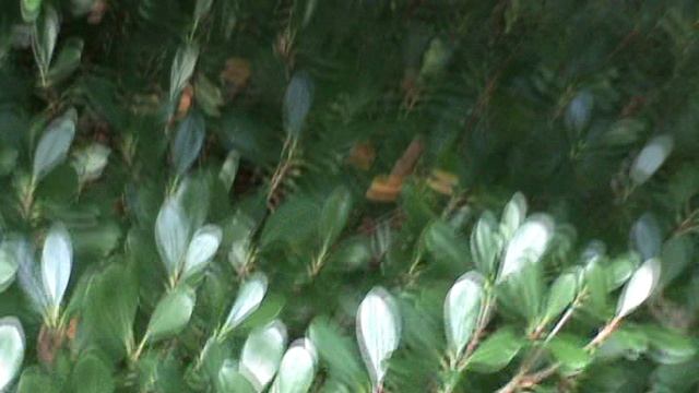 141з ДЕНДАРИ ПАРК СОЧИ