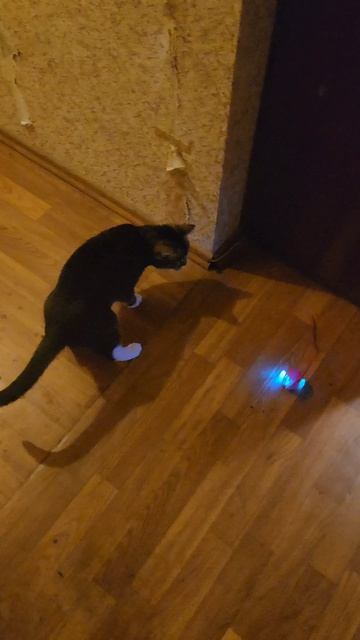 кошка и игрушка