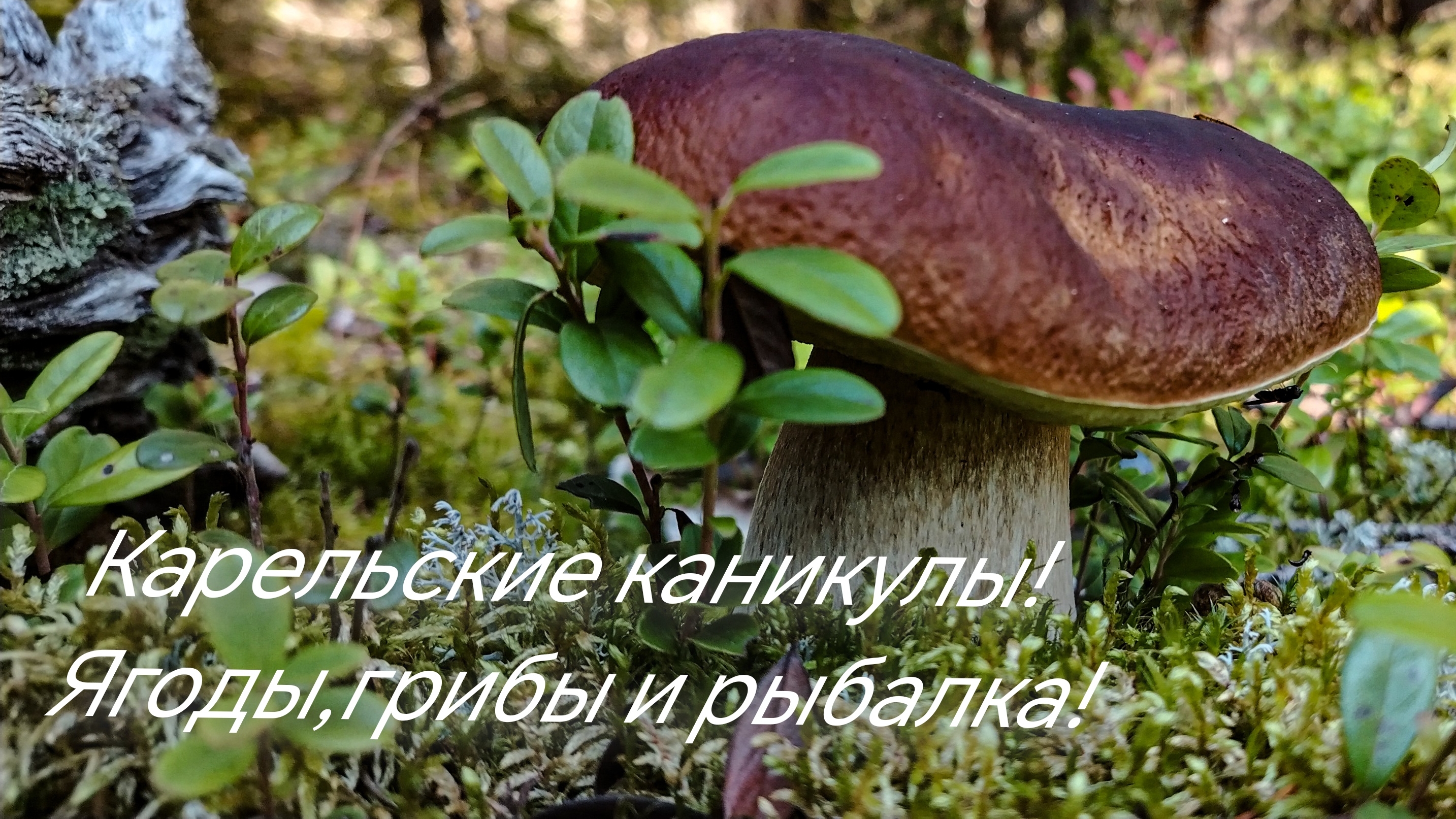 Каникулы в Карелии! Ягодыгрибы и рыбалка! Грибы в начале сентября! Сбор брусники.