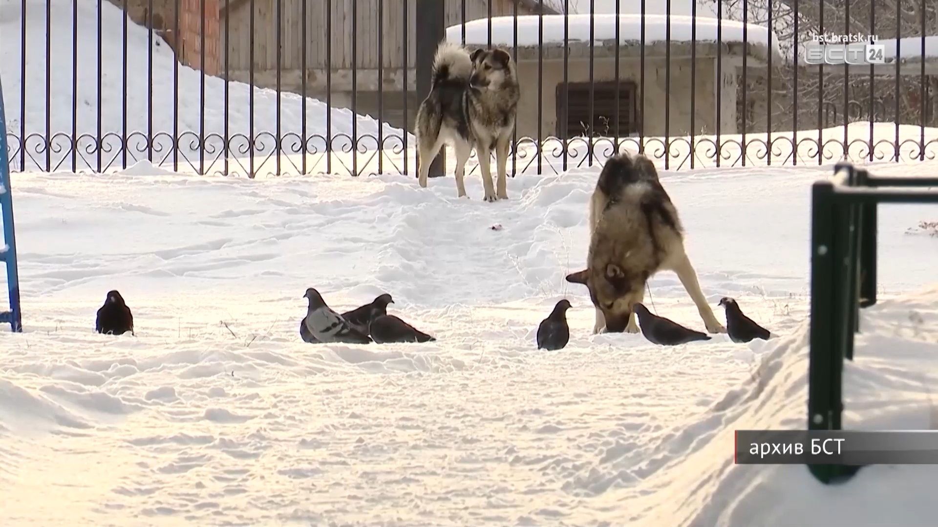 Александр Бастрыкин затребовал доклад по делу о нападении бездомных собак на школьника в Братске
