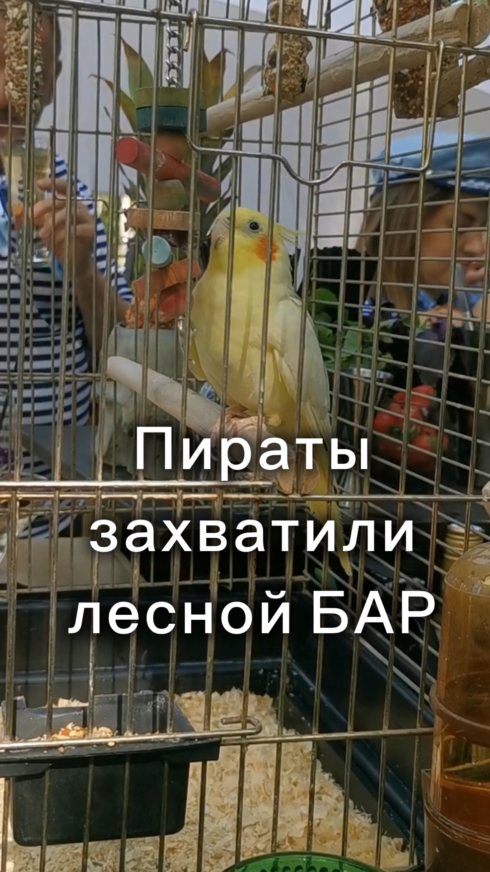 Пиратский выездной бар на природе  Атмосфера заката и коктейлей  АПЕРИТИВ ШОУ