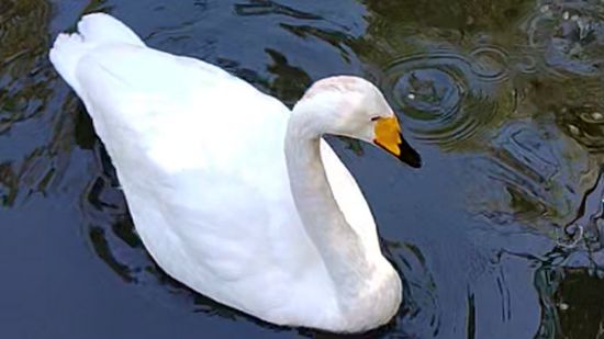 Утки-лебеди